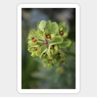 Extra green euphorbia Sticker